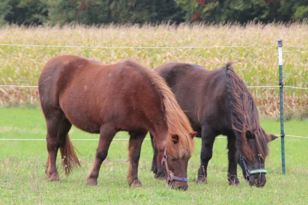 Die Shetland-Ponys Gipsy & Fabius