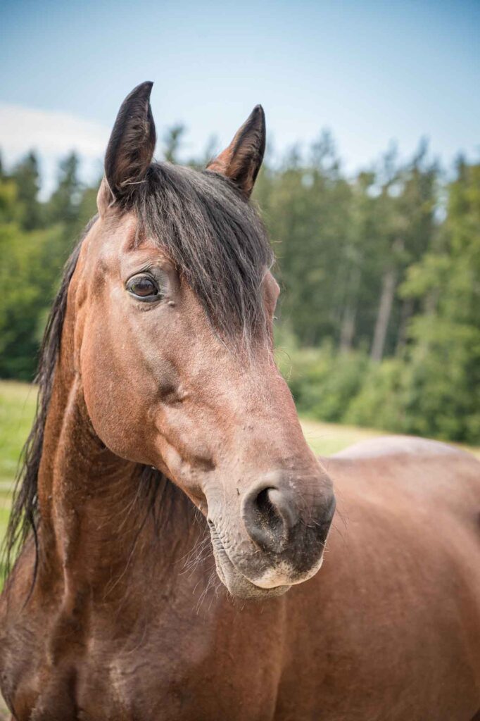 Das Pferd Espléndida