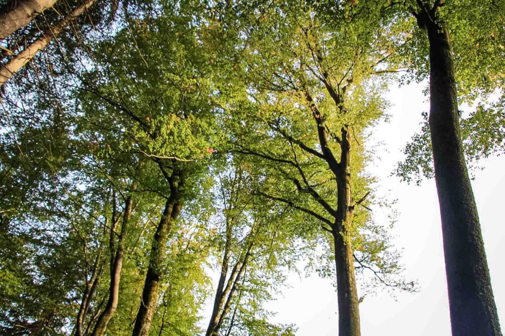 Baumkronen im Abendlicht